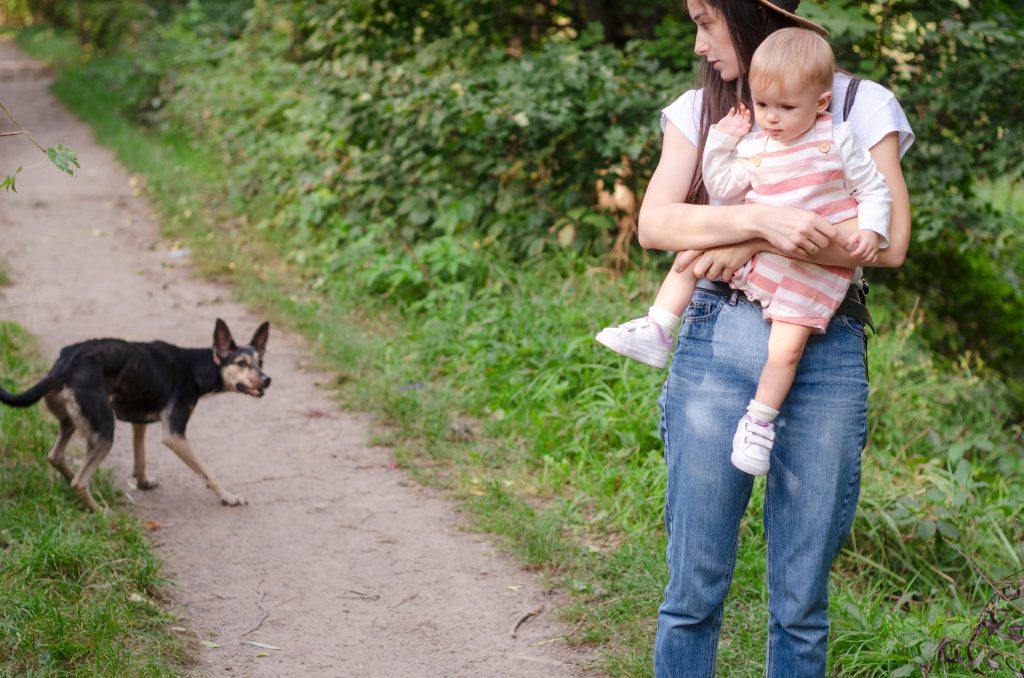 dog bites - personal injury lawyer